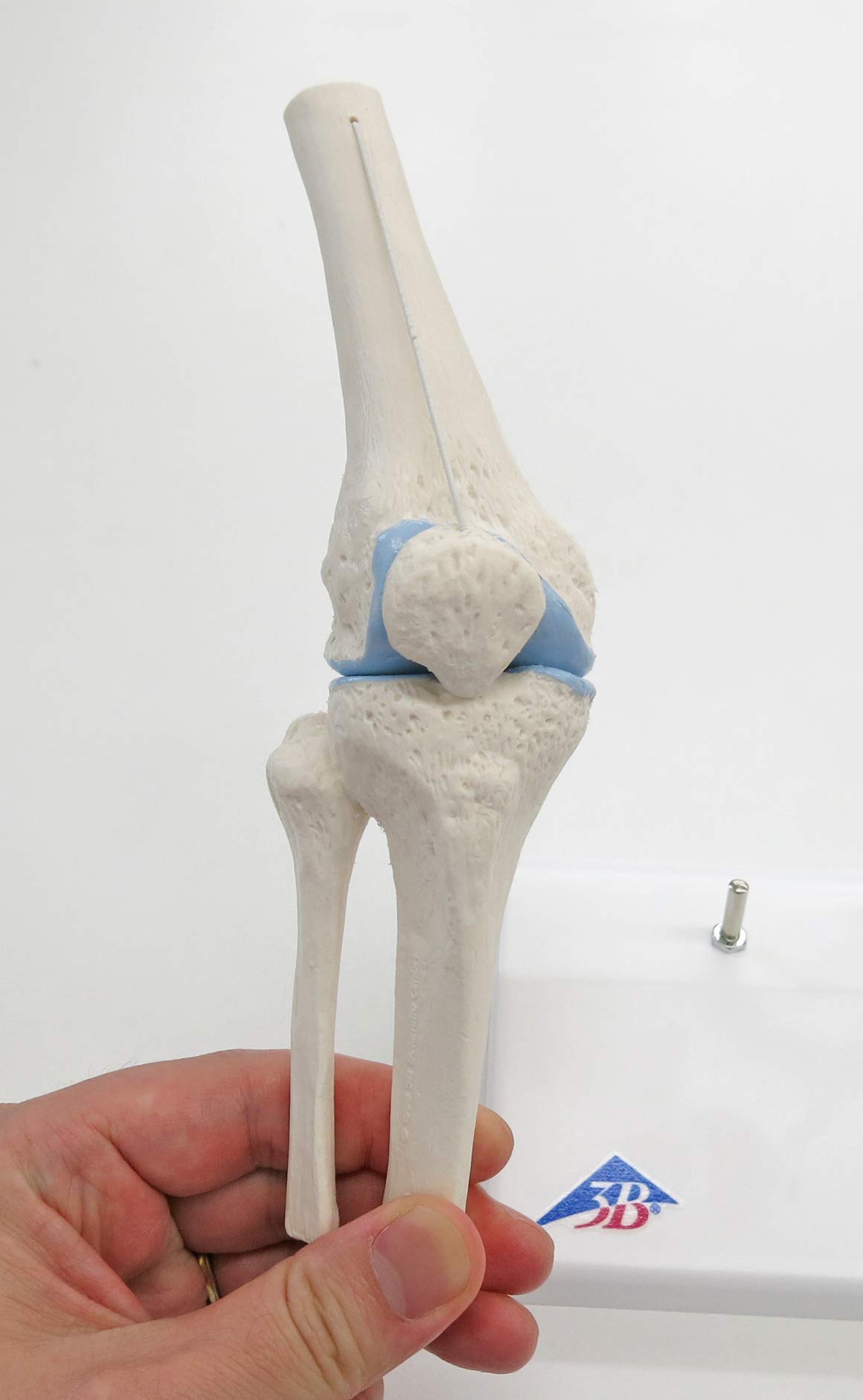 Amazon.co.jp: 扱いやすいミニサイズの膝関節模型，関節は動かせます